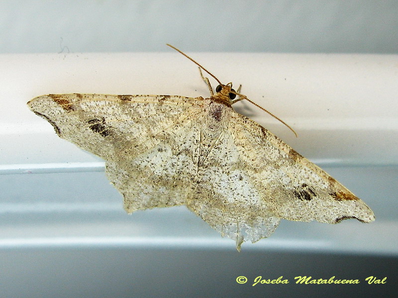 Macaria notata - Geometridae